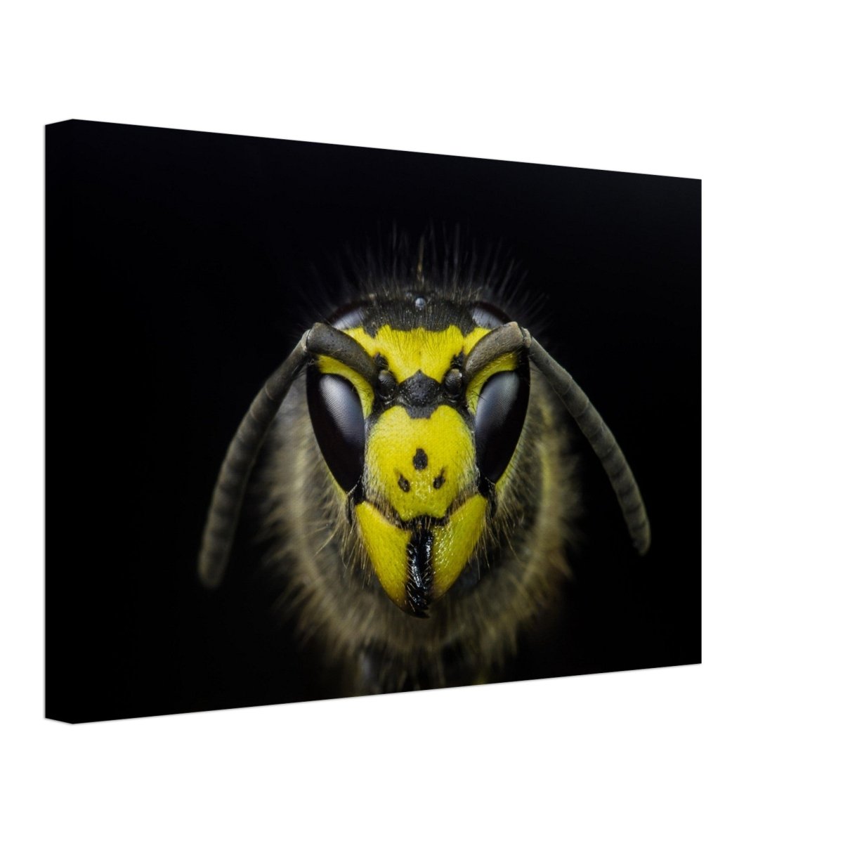 Da Vinci Animal Kingdom Art Wall art print - Canvas - 30x45 cm / 12x18″ - 