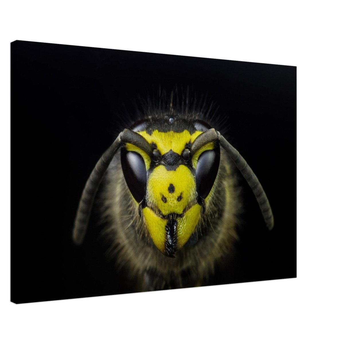 Da Vinci Animal Kingdom Art Wall art print - Canvas - 60x90 cm / 24x36″ - 