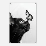 Da Vinci Animal Kingdom Wall art | Cat Butterfly - Acrylic Print - 50x75 cm / 20x30″ - 