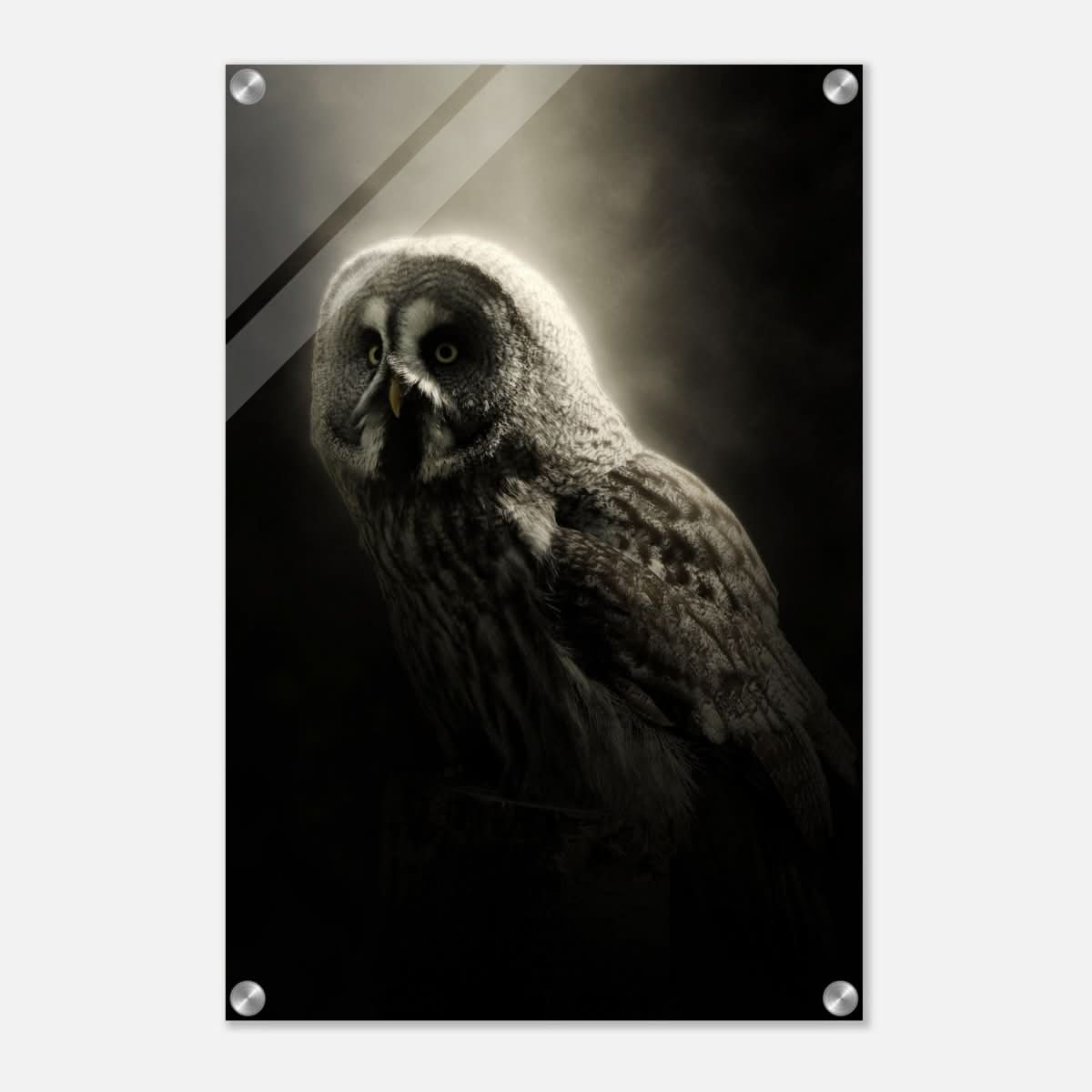 Da Vinci Animal Kingdom Wall art | Owl - Acrylic Print - 40x60 cm / 16x24″ - 