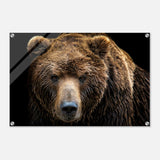 Da Vinci Animal Kingdom Wall art print | Brown bear - Acrylic Print - 50x75 cm / 20x30″ - 
