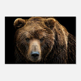 Da Vinci Animal Kingdom Wall art print | Brown bear - Wood Prints - 30x45 cm / 12x18″ - 20 mm