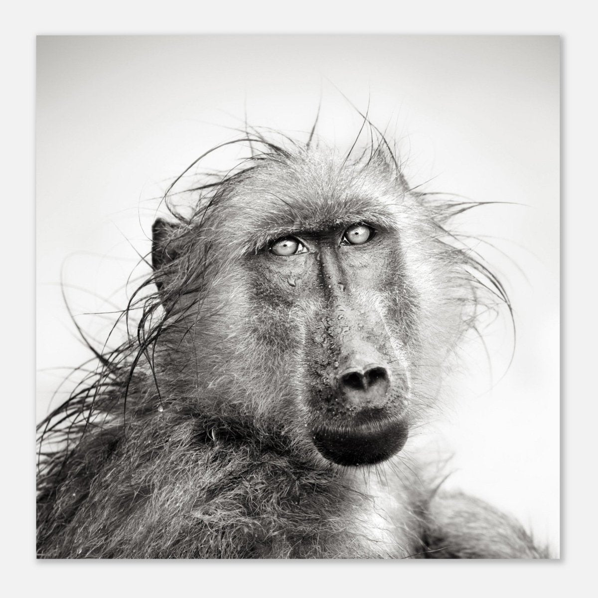 Da Vinci Animal Kingdom Wall art print collection | Chacma Baboon - Aluminum Print - 30x30 cm / 12x12″ - 
