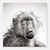 Da Vinci Animal Kingdom Wall art print collection | Chacma Baboon - Aluminum Print - 30x30 cm / 12x12″ - 