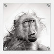 Da Vinci Animal Kingdom Wall art print collection | Chacma Baboon - Acrylic Print - 30x30 cm / 12x12″ - 