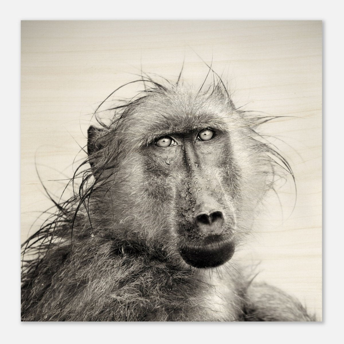 Da Vinci Animal Kingdom Wall art print collection | Chacma Baboon - Wood Prints - 30x30 cm / 12x12″ - 10 mm