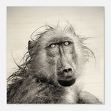 Da Vinci Animal Kingdom Wall art print collection | Chacma Baboon - Wood Prints - 30x30 cm / 12x12″ - 10 mm