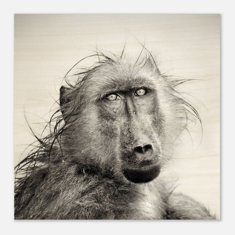 Da Vinci Animal Kingdom Wall art print collection | Chacma Baboon - Wood Prints - 30x30 cm / 12x12″ - 10 mm