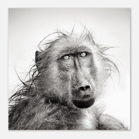 Da Vinci Animal Kingdom Wall art print collection | Chacma Baboon - Aluminum Print - 50x50 cm / 20x20″ - 
