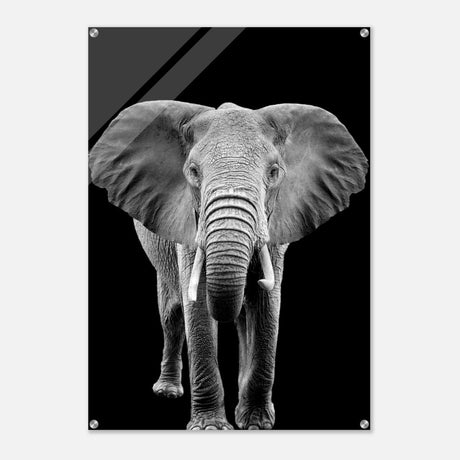 Da Vinci Animal Kingdom Wall art print collection | Elephant - Acrylic Print - 70x100 cm / 28x40″ - 