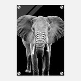 Da Vinci Animal Kingdom Wall art print collection | Elephant - Acrylic Print - 30x45 cm / 12x18″ - 