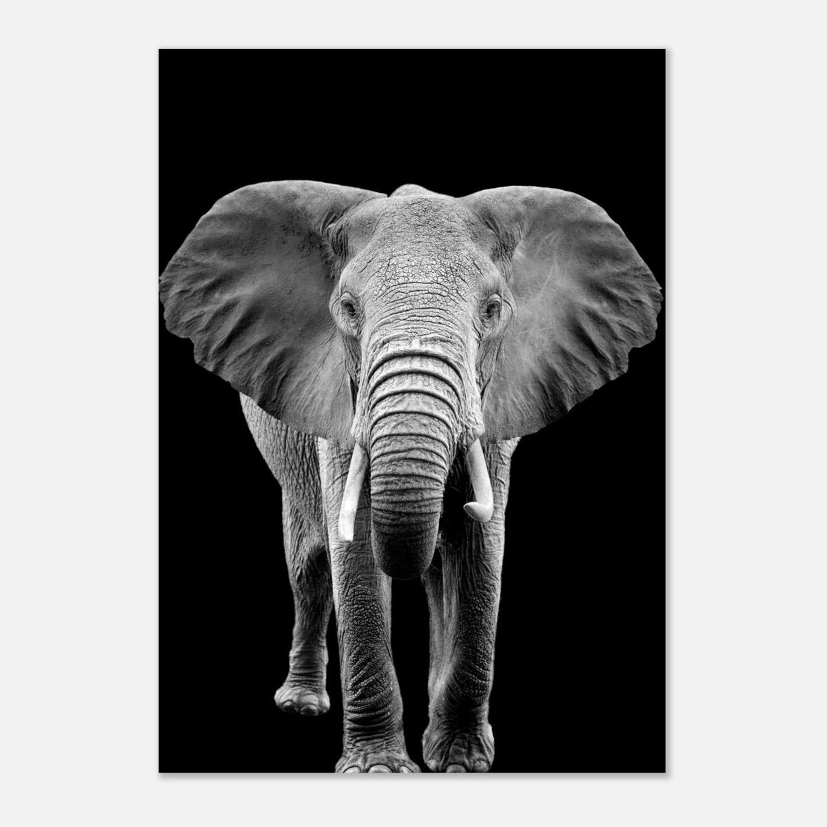 Da Vinci Animal Kingdom Wall art print collection | Elephant - Aluminum Print - 70x100 cm / 28x40″ - 