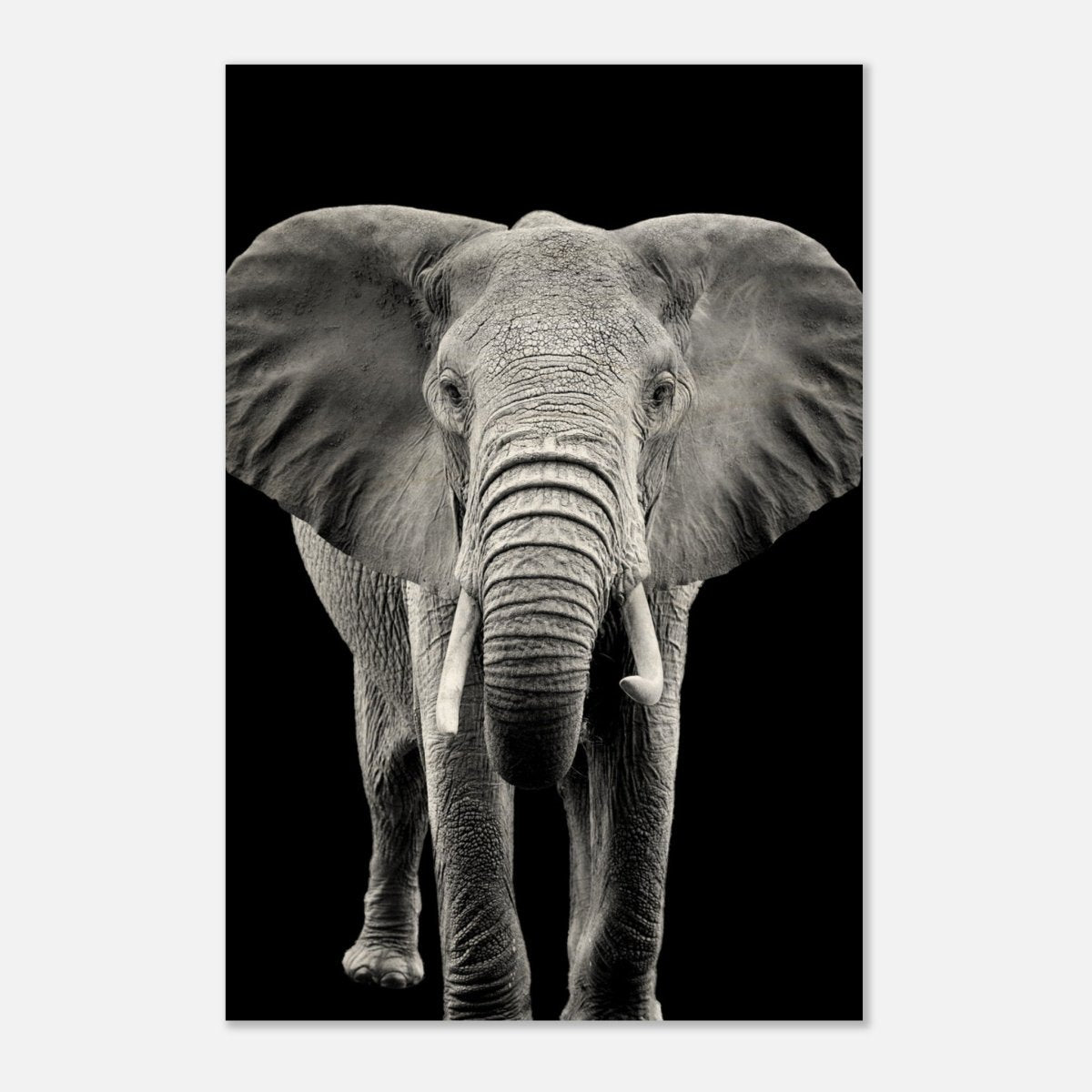 Da Vinci Animal Kingdom Wall art print collection | Elephant - Wood Prints - 30x45 cm / 12x18″ - 10 mm