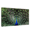 Da Vinci Animal Kingdom Wall art print collection | Peacock | Canvas print - Thick - 40x80 cm / 16x32″ - 