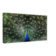 Da Vinci Animal Kingdom Wall art print collection | Peacock | Canvas print - Thick - 30x60 cm / 12x24″ - 