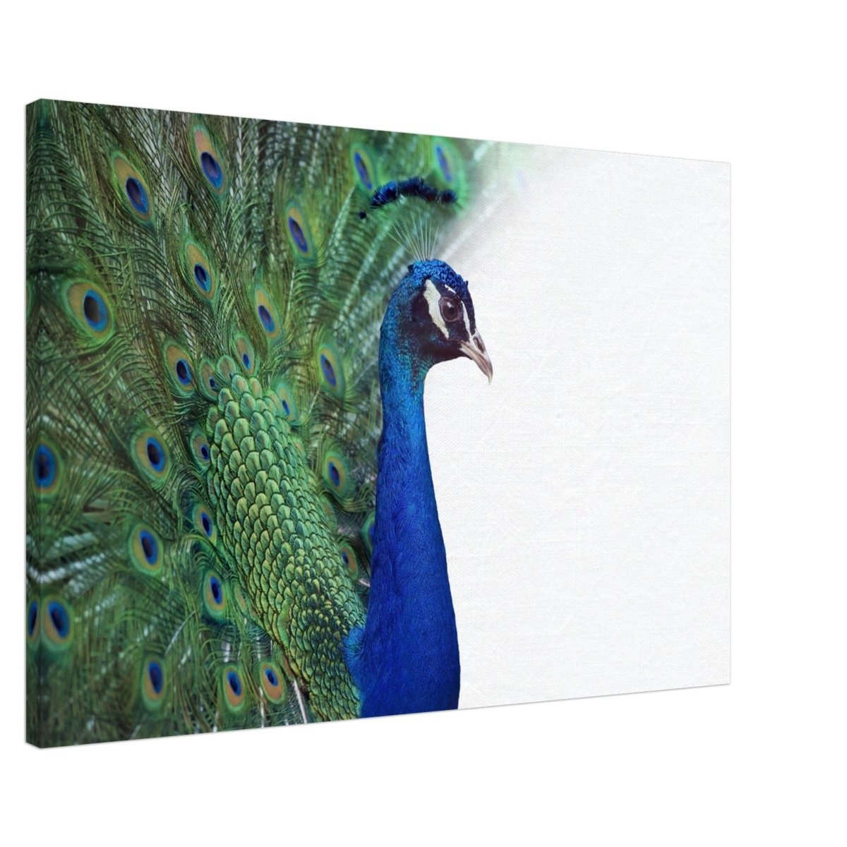 Da Vinci Animal Kingdom Wall art print collection | Peacock - Canvas - 60x90 cm / 24x36″ - 