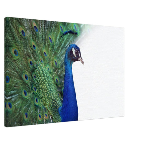 Da Vinci Animal Kingdom Wall art print collection | Peacock - Canvas - 60x90 cm / 24x36″ - 