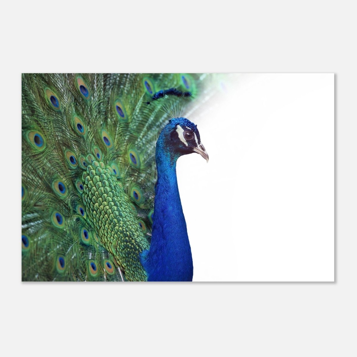 Da Vinci Animal Kingdom Wall art print collection | Peacock - Aluminum Print - 30x45 cm / 12x18″ - 