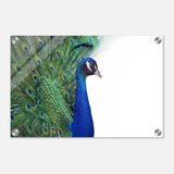 Da Vinci Animal Kingdom Wall art print collection | Peacock - Acrylic Print - 30x45 cm / 12x18″ - 