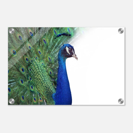 Da Vinci Animal Kingdom Wall art print collection | Peacock - Acrylic Print - 30x45 cm / 12x18″ - 