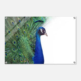 Da Vinci Animal Kingdom Wall art print collection | Peacock - Acrylic Print - 50x75 cm / 20x30″ - 