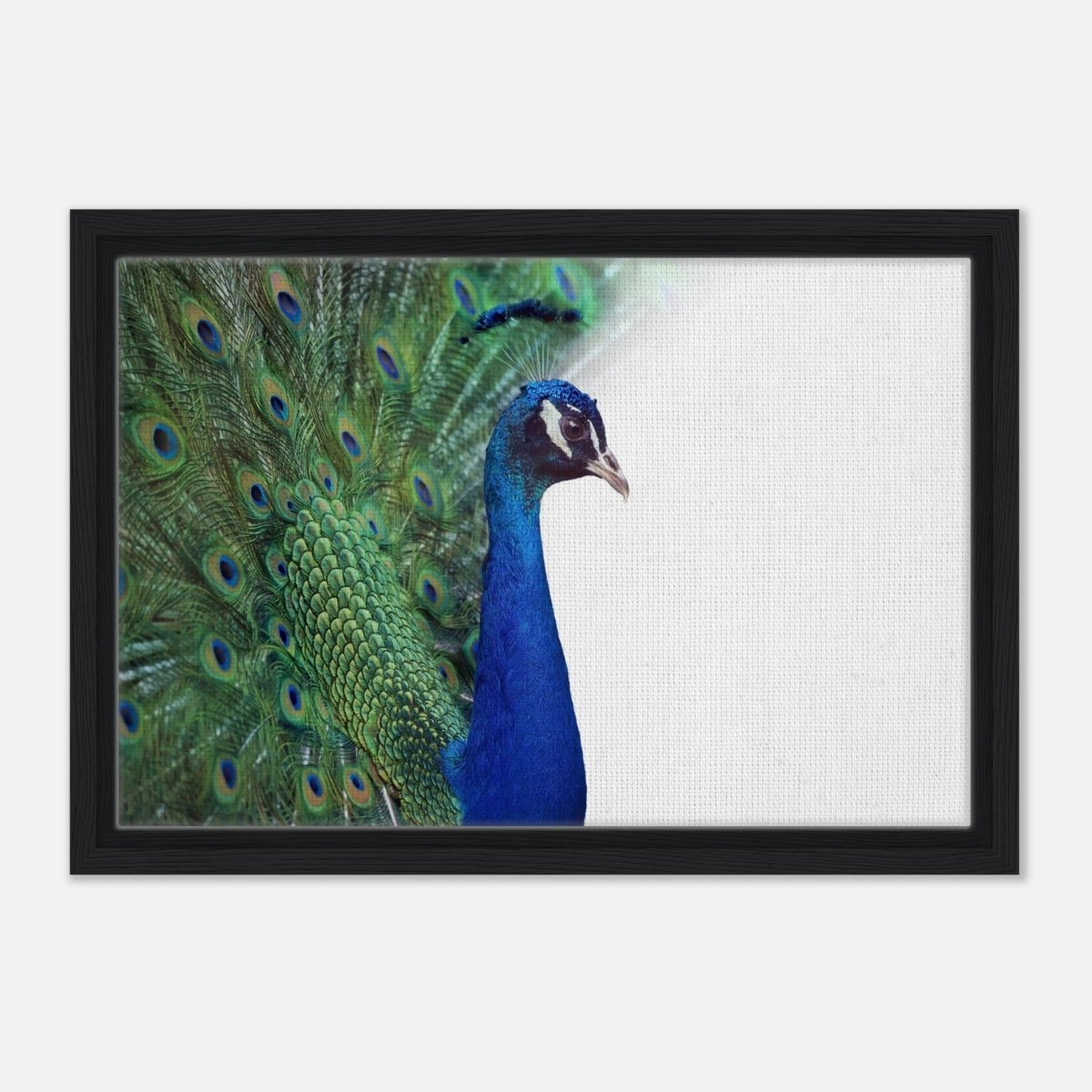 Da Vinci Animal Kingdom Wall art print collection | Peacock - Framed Canvas - 30x45 cm / 12x18″ - Black frame