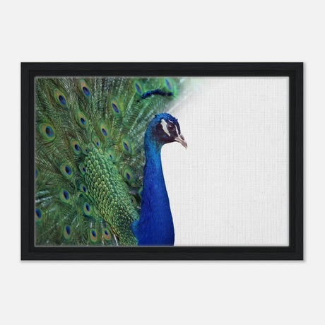 Da Vinci Animal Kingdom Wall art print collection | Peacock - Framed Canvas - 30x45 cm / 12x18″ - Black frame