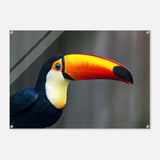 Da Vinci Animal Kingdom Wall art print collection | Wildlife | Toucans Bird - Acrylic Print - 70x100 cm / 28x40″ - 