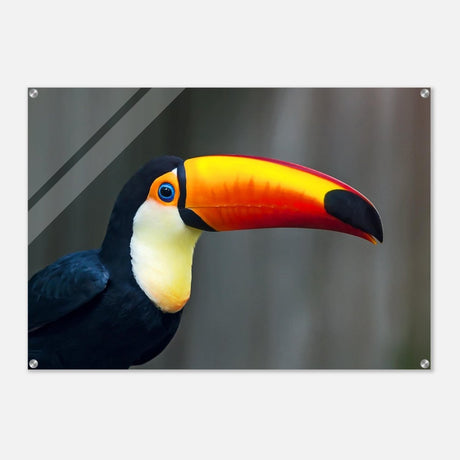 Da Vinci Animal Kingdom Wall art print collection | Wildlife | Toucans Bird - Acrylic Print - 70x100 cm / 28x40″ - 