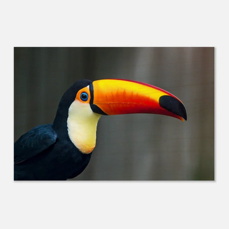Da Vinci Animal Kingdom Wall art print collection | Wildlife | Toucans Bird - Wood Prints - 60x90 cm / 24x36″ - 10 mm Wood