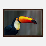 Da Vinci Animal Kingdom Wall art print collection | Wildlife | Toucans Bird - Framed Canvas - 50x75 cm / 20x30″ - Dark wood frame