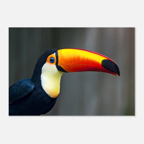 Da Vinci Animal Kingdom Wall art print collection | Wildlife | Toucans Bird - Aluminum Print - 70x100 cm / 28x40″ - 