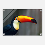 Da Vinci Animal Kingdom Wall art print collection | Wildlife | Toucans Bird - Acrylic Print - 30x45 cm / 12x18″ - 