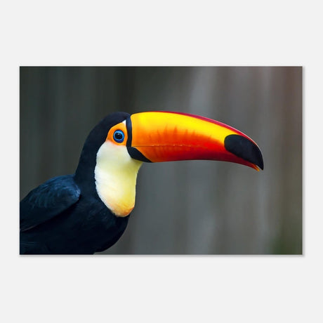 Da Vinci Animal Kingdom Wall art print collection | Wildlife | Toucans Bird - Aluminum Print - 60x90 cm / 24x36″ - 