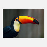 Da Vinci Animal Kingdom Wall art print collection | Wildlife | Toucans Bird - Acrylic Print - 30x45 cm / 12x18″ - 