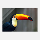 Da Vinci Animal Kingdom Wall art print collection | Wildlife | Toucans Bird - Acrylic Print - 60x90 cm / 24x36″ - 