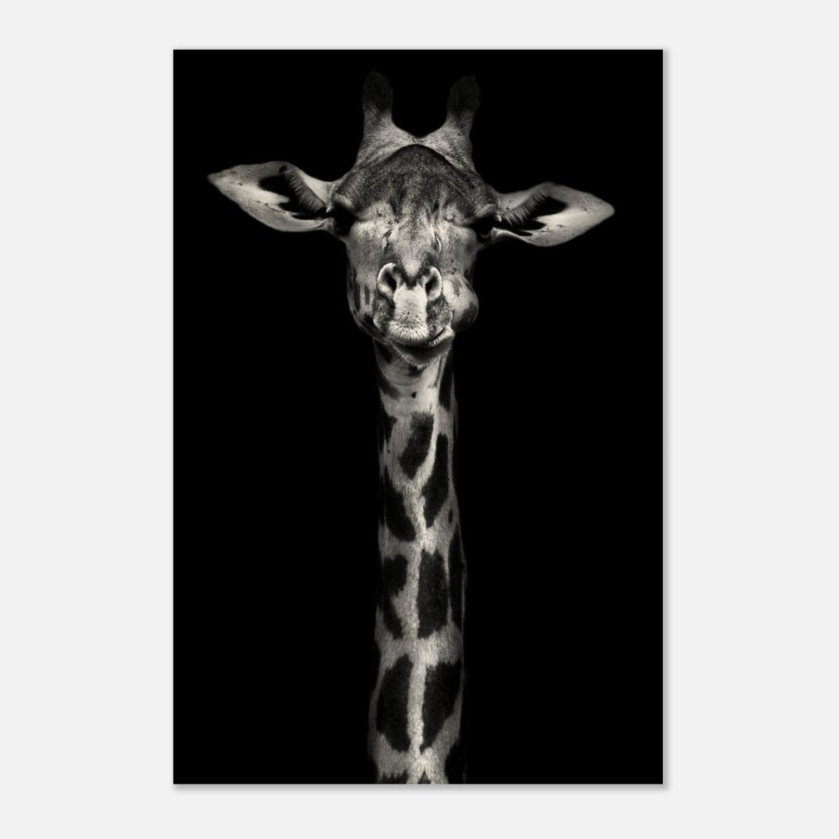 Da Vinci Animal Kingdom Wall art print | Giraffe | Minimalist Black and white - Wood Prints - 30x45 cm / 12x18″ - 10 mm