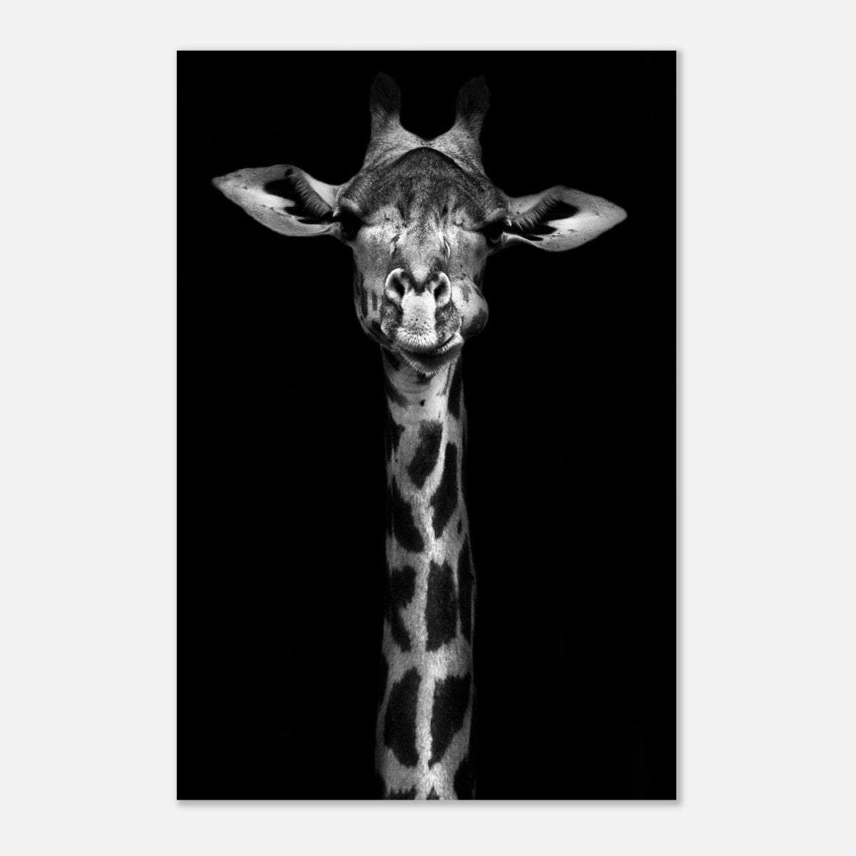Da Vinci Animal Kingdom Wall art print | Giraffe | Minimalist Black and white - Aluminum Print - 60x90 cm / 24x36″ - 