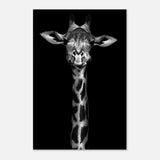 Da Vinci Animal Kingdom Wall art print | Giraffe | Minimalist Black and white - Aluminum Print - 60x90 cm / 24x36″ - 