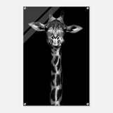 Da Vinci Animal Kingdom Wall art print | Giraffe | Minimalist Black and white - Acrylic Print - 60x90 cm / 24x36″ - 