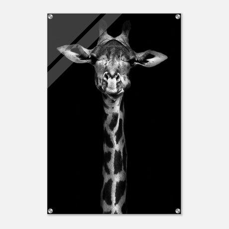 Da Vinci Animal Kingdom Wall art print | Giraffe | Minimalist Black and white - Acrylic Print - 60x90 cm / 24x36″ - 