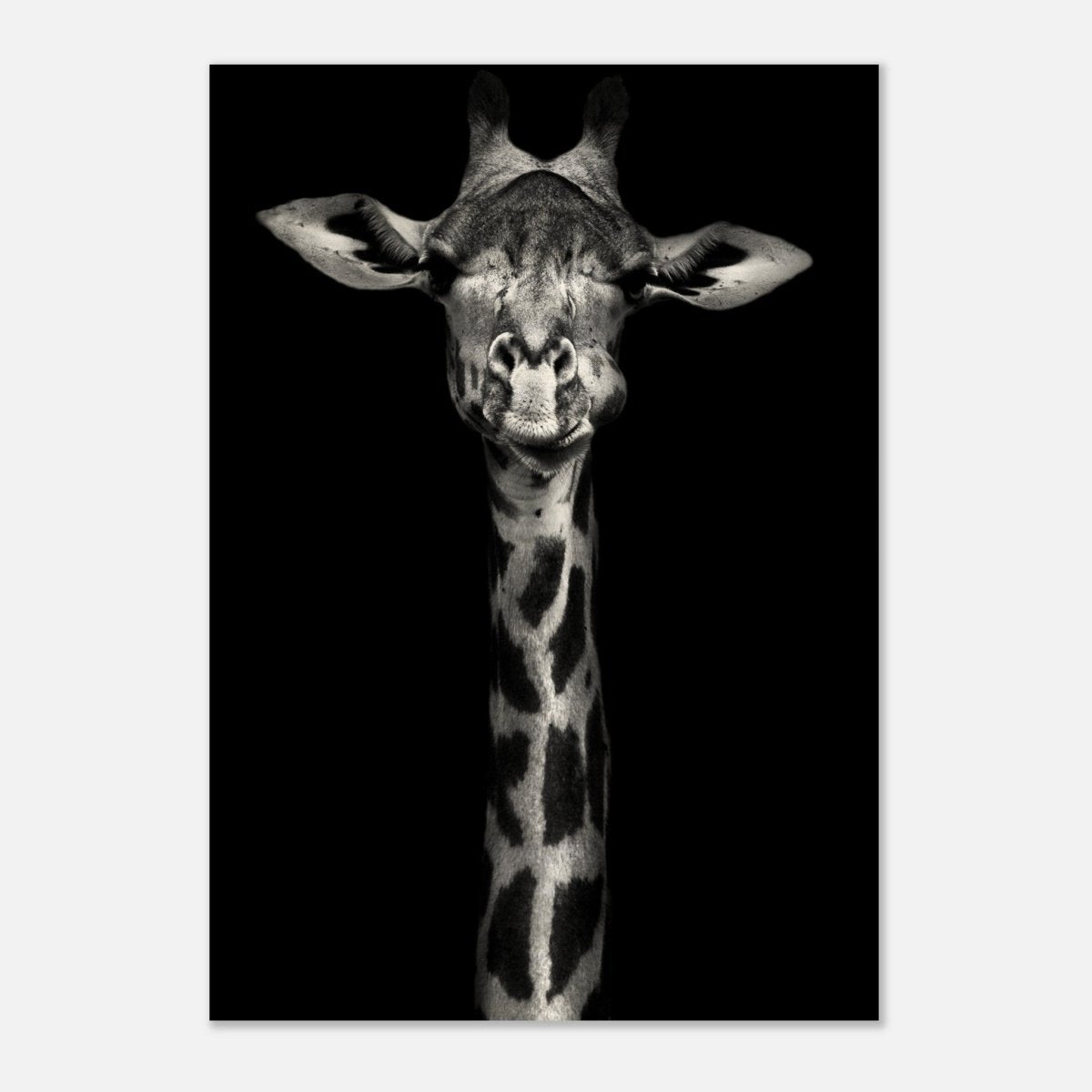 Da Vinci Animal Kingdom Wall art print | Giraffe | Minimalist Black and white - Wood Prints - 70x100 cm / 28x40″ - 20 mm