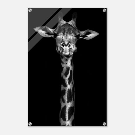 Da Vinci Animal Kingdom Wall art print | Giraffe | Minimalist Black and white - Acrylic Print - 50x75 cm / 20x30″ - 