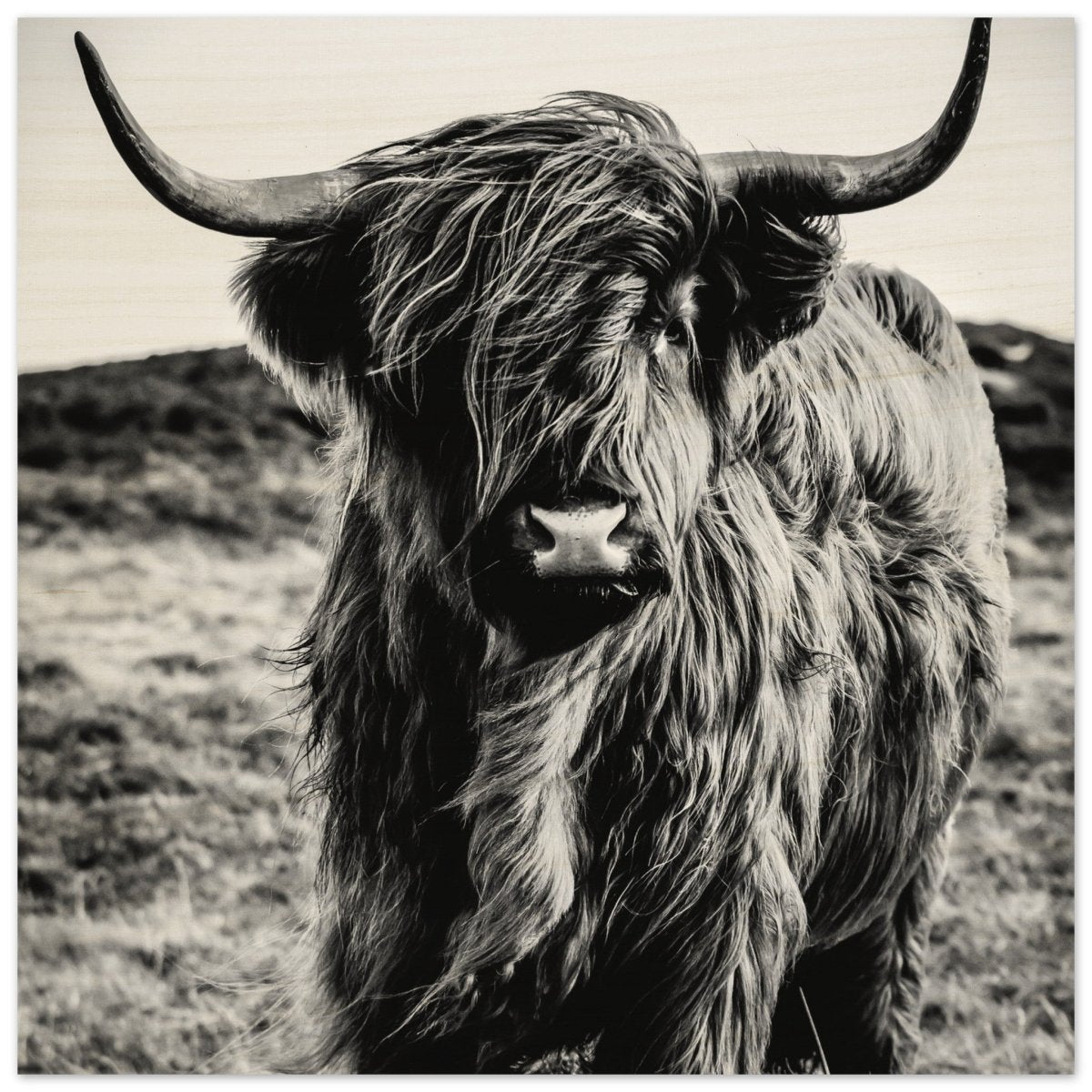 Da Vinci Animal Kingdom Wall art print | Highland Cow - Wood Prints - 50x50 cm / 20x20″ - 