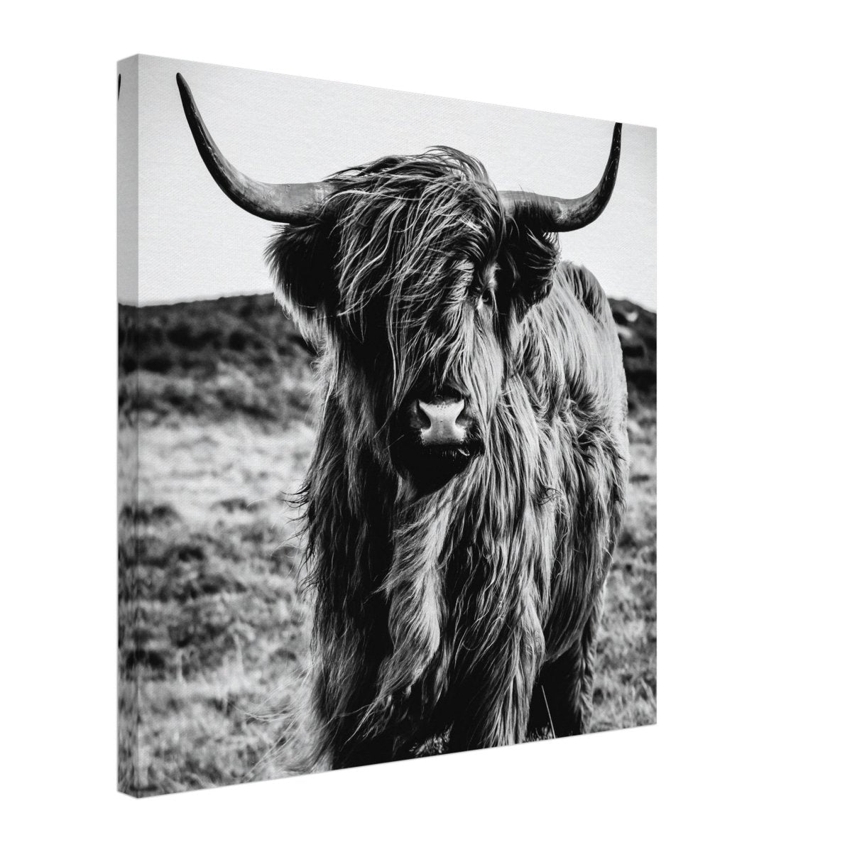 Da Vinci Animal Kingdom Wall art print | Highland Cow - Canvas - 50x50 cm / 20x20″ - 
