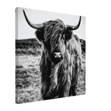 Da Vinci Animal Kingdom Wall art print | Highland Cow - Canvas - 50x50 cm / 20x20″ - 