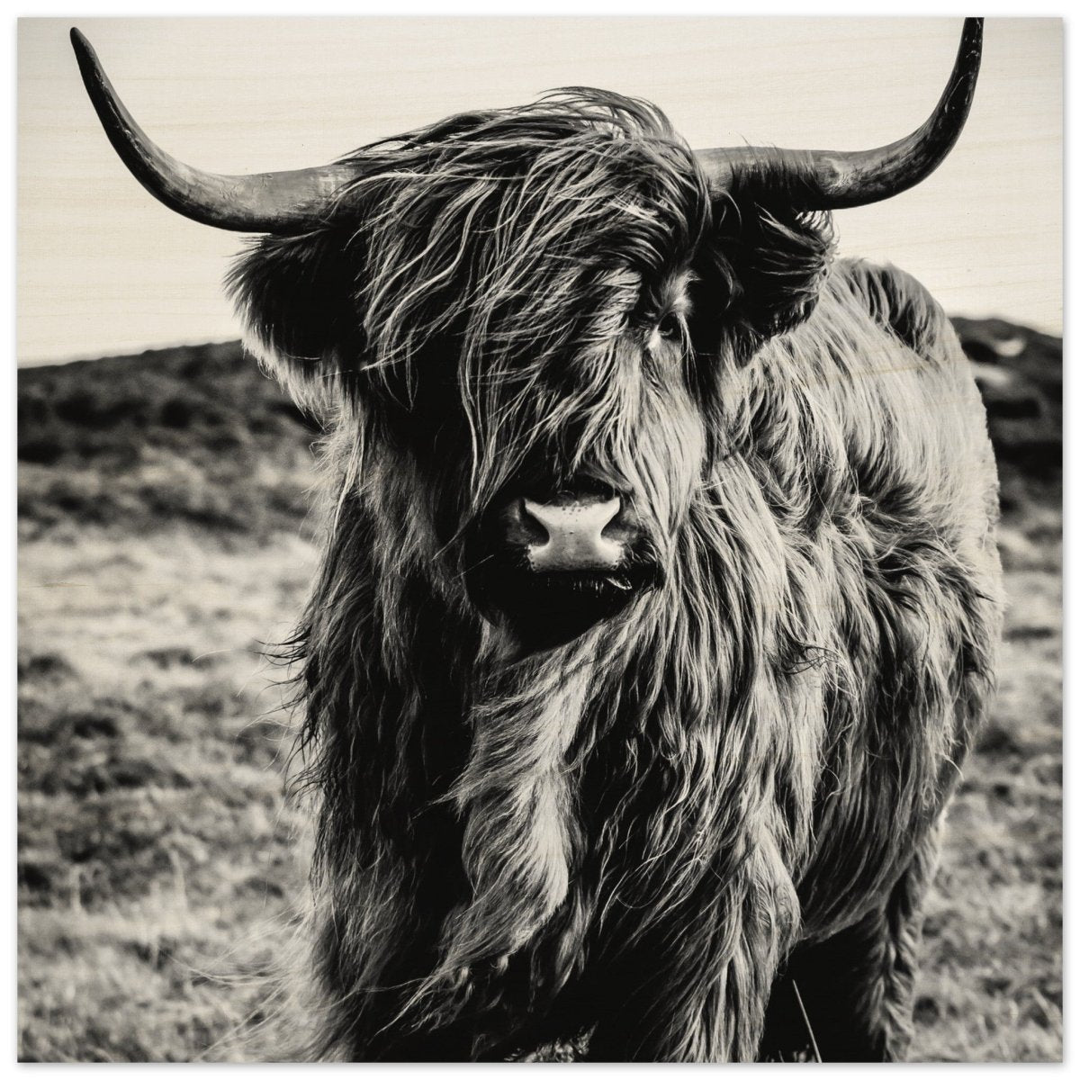 Da Vinci Animal Kingdom Wall art print | Highland Cow - Wood Prints - 30x30 cm / 12x12″ - 