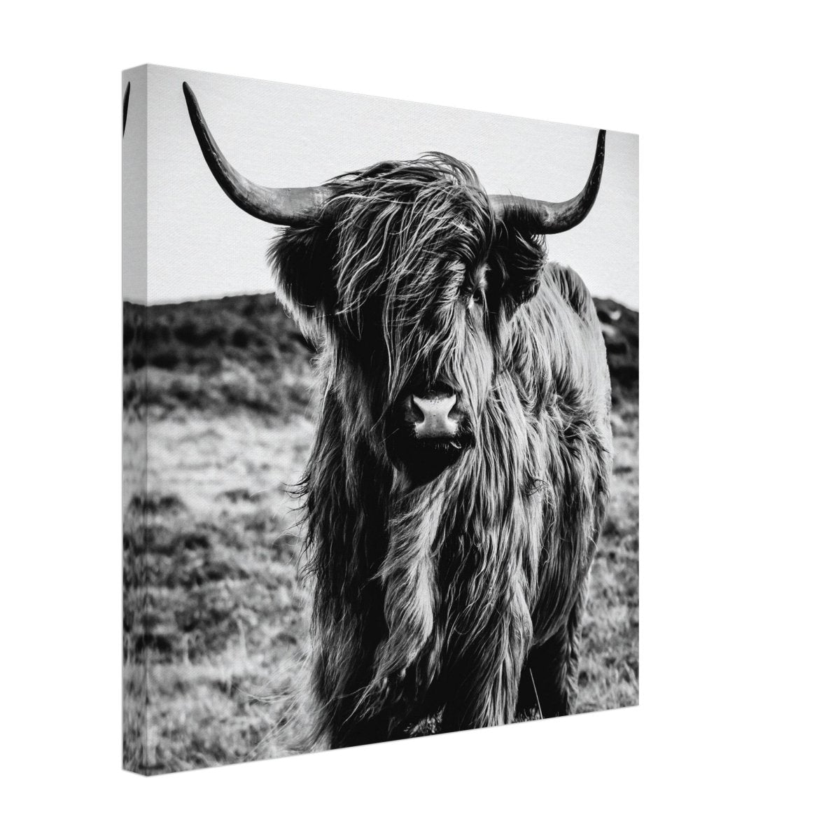 Da Vinci Animal Kingdom Wall art print | Highland Cow - Canvas - 40x40 cm / 16x16″ - 