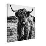Da Vinci Animal Kingdom Wall art print | Highland Cow - Canvas - 40x40 cm / 16x16″ - 