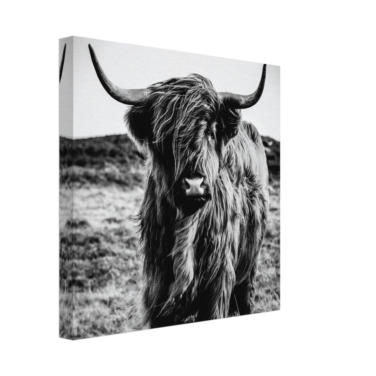 Da Vinci Animal Kingdom Wall art print | Highland Cow - Canvas - 30x30 cm / 12x12″ - 